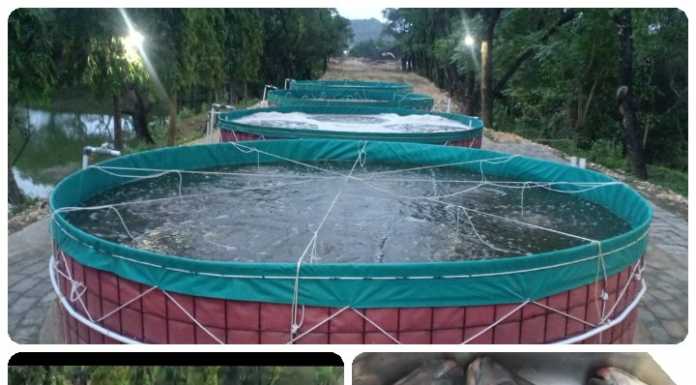 Semen Tonasa Manfaatkan Lahan Bekas Tambang Budidayakan Ikan Nila Teknologi Bioflok Budidaya ikan nila PT Semen Tonasa memakai teknologi bioflok (Humas ST).
