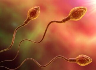 Ilustrasi sperma (shutterstock)