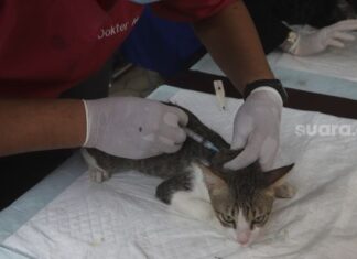 Ilustrasi vaksin binatang. [Suara.com/Angga Budhiyanto]