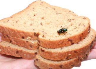 Ilustrasi lalat hinggap di makanan. (Shutterstock)