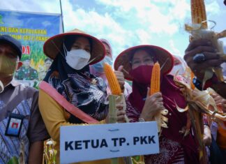 Ketua Tim Penggerak PKK Nurlita Wulan Purnama (Tengah) saat memanen jagung di Kabupaten Pangkep.(Ist).