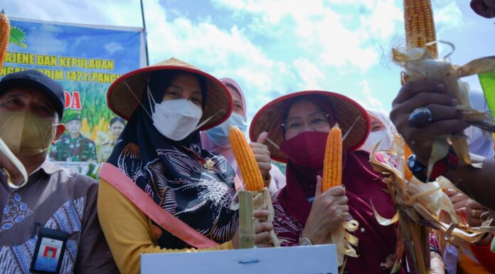 Pangkep Panen Jagung, Pemerintah Berharap Jadi Varietas Unggulan Ketua Tim Penggerak PKK Nurlita Wulan Purnama (Tengah) saat memanen jagung di Kabupaten Pangkep.(Ist).