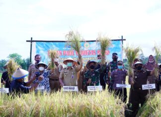 Pemerintah Kabupaten Pangkep melaksanakan kegitana panen padi di Desa Barabatu, Kecamatan Labakkang, Senin, 28 Juni 2021.(Ist).
