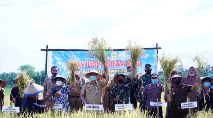 Pemerintah Kabupaten Pangkep melaksanakan kegitana panen padi di Desa Barabatu, Kecamatan Labakkang, Senin, 28 Juni 2021.(Ist).