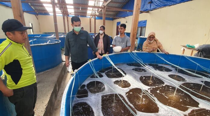 Bupati Kabupaten Pangkep Muhammad Yusran Lalogau (MYL) meninjau Pos�Kesehatan�Ikan�Terpadu (POSIKANDU), Gudang Rumput laut, dan Hatchery, di Labbakang dan Pulau Sabutung Kamis, 15 Juli 2021. (Ist)